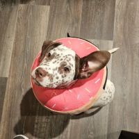 Scissortail Veterinary Specialists ico