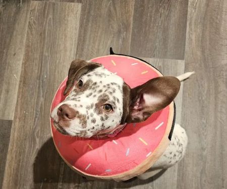 Scissortail Veterinary Specialists