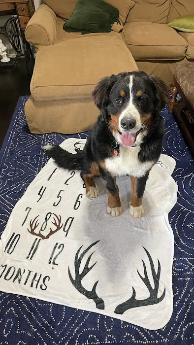 Scissortail Veterinary Specialists Picture 3