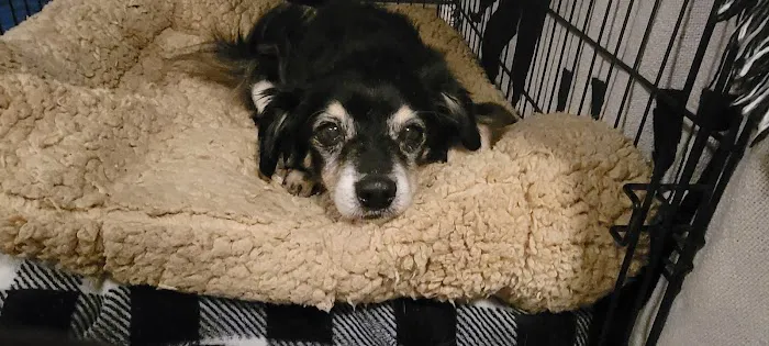 Scissortail Veterinary Specialists Picture 4