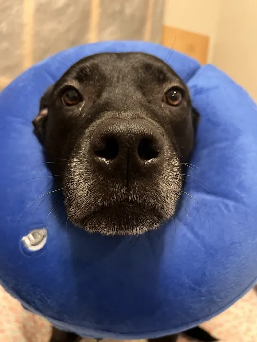 Scissortail Veterinary Specialists Picture 5