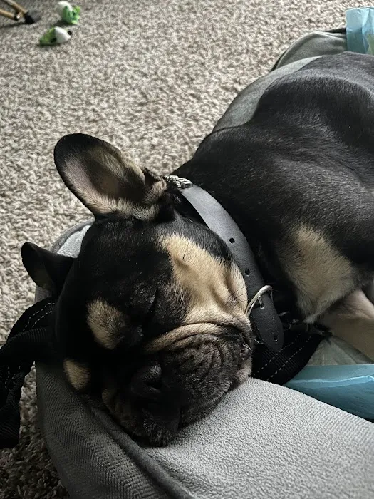 Scissortail Veterinary Specialists Picture 8