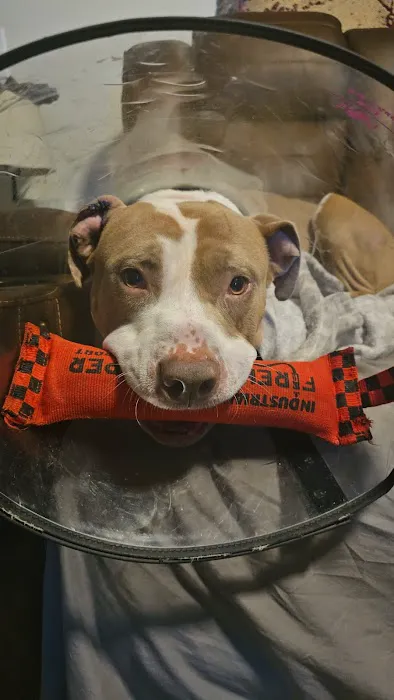 Scissortail Veterinary Specialists Picture 9