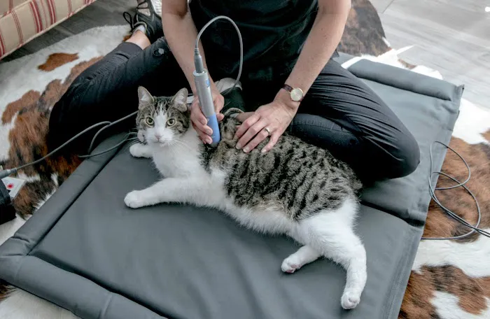 Oklahoma Veterinary Rehabilitation Picture 1