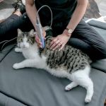 Oklahoma Veterinary Rehabilitation