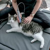 Oklahoma Veterinary Rehabilitation ico