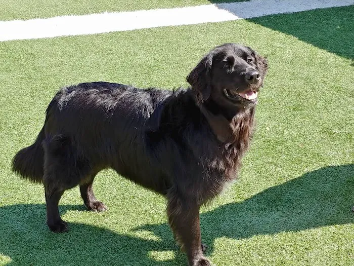 Oklahoma Veterinary Rehabilitation Picture 3