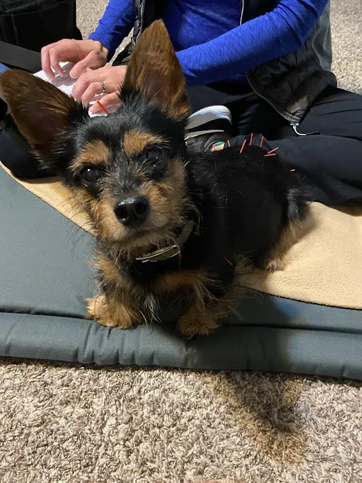 Oklahoma Veterinary Rehabilitation Picture 6