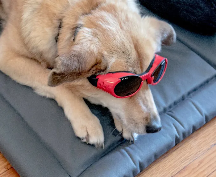 Oklahoma Veterinary Rehabilitation Picture 10