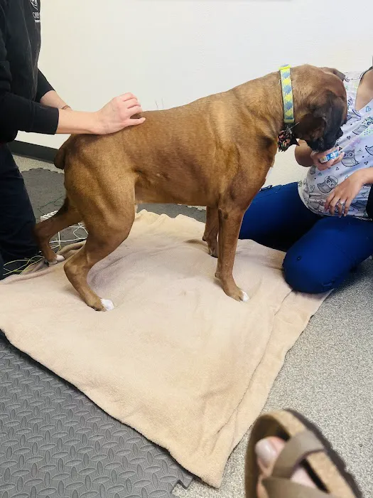 Oklahoma Veterinary Rehabilitation Picture 8