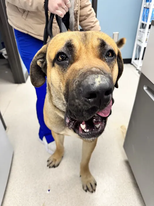 Hazelwood Pet Care Picture 1