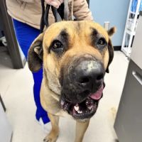 Hazelwood Pet Care ico