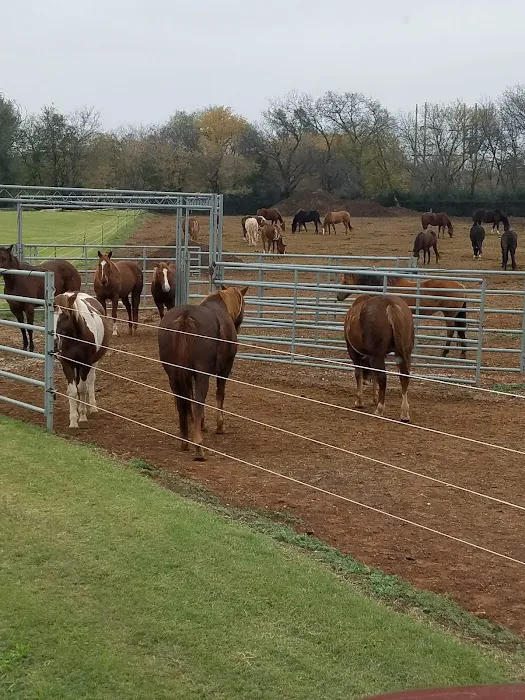 Oklahoma City Equine Clinic Picture 5