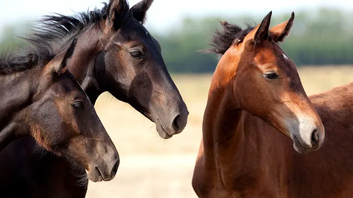 Oklahoma City Equine Clinic Picture 6