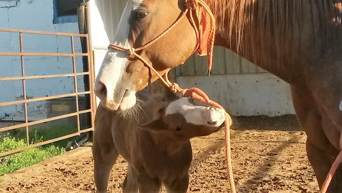 Oklahoma City Equine Clinic Picture 8