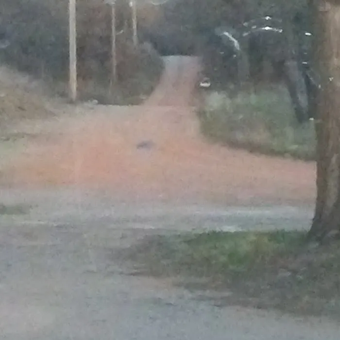 Cross Country Genetics of Oklahoma Picture 1