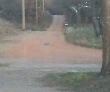 Cross Country Genetics of Oklahoma