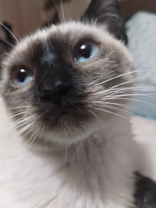 Angel Ridge Veterinary Service Picture 4