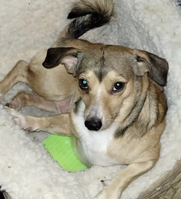 Angel Ridge Veterinary Service Picture 3