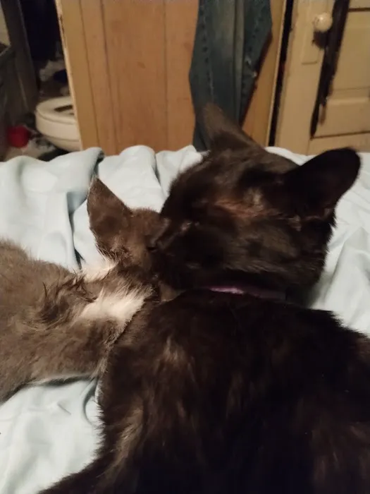 Angel Ridge Veterinary Service Picture 1