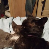 Angel Ridge Veterinary Service ico