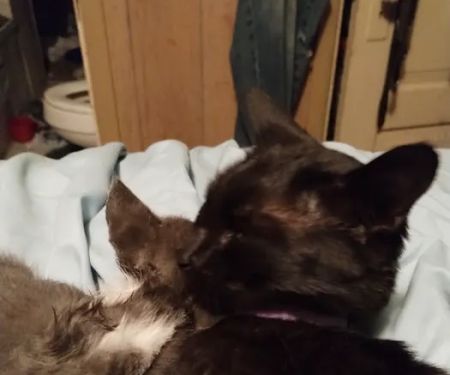 Angel Ridge Veterinary Service