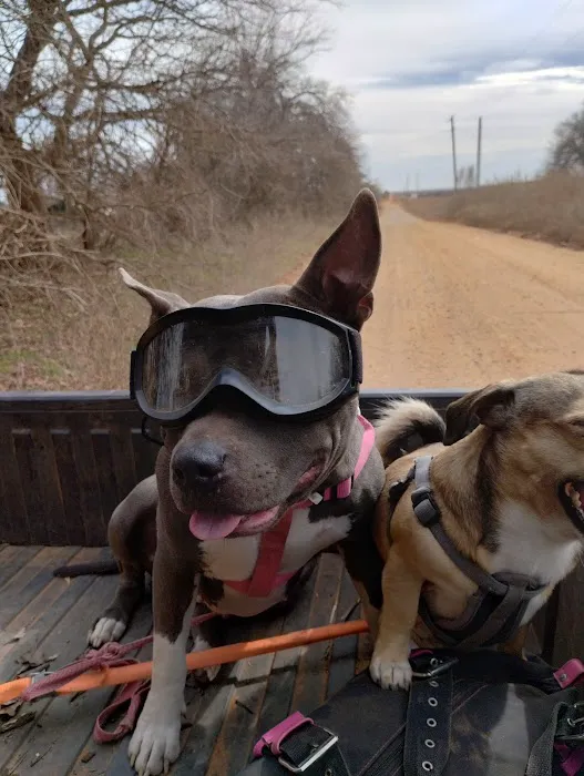 Angel Ridge Veterinary Service Picture 5