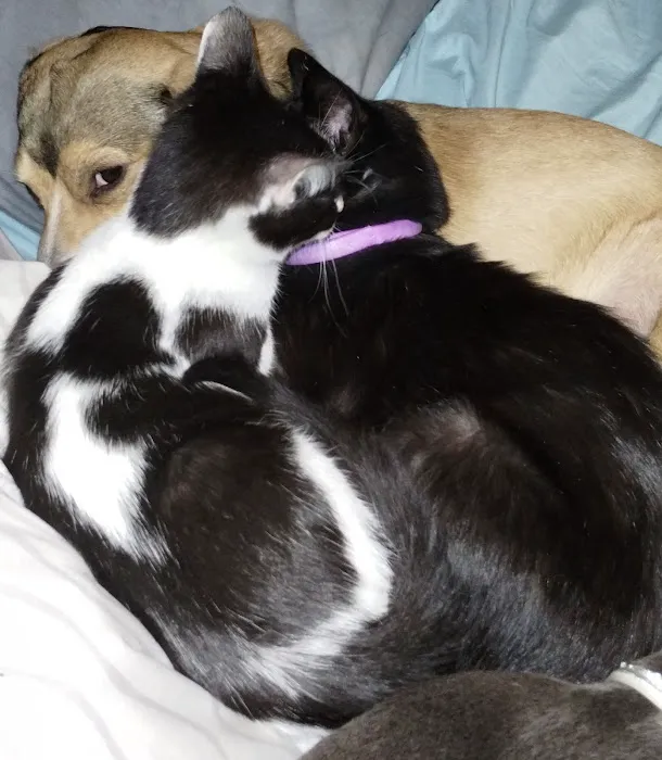 Angel Ridge Veterinary Service Picture 2