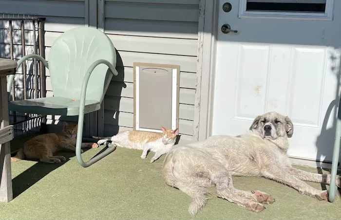 Angel Ridge Veterinary Service Picture 9