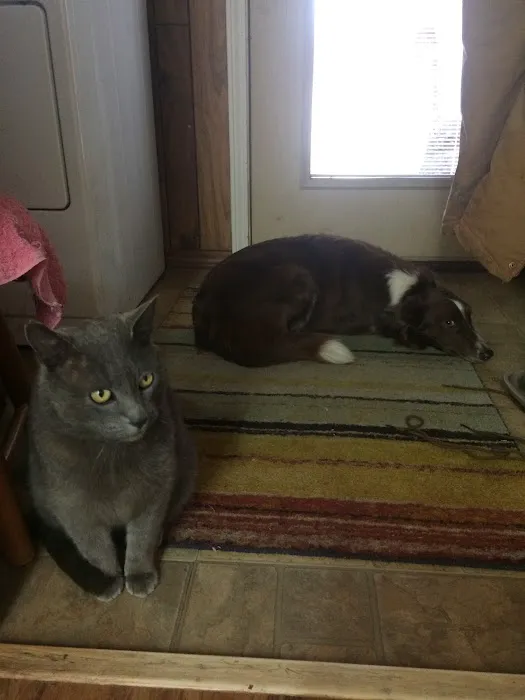 Angel Ridge Veterinary Service Picture 10