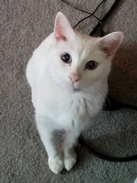 Crescent Veterinary Hospital Picture 1