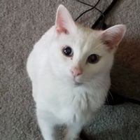 Crescent Veterinary Hospital ico