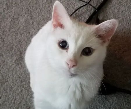 Crescent Veterinary Hospital