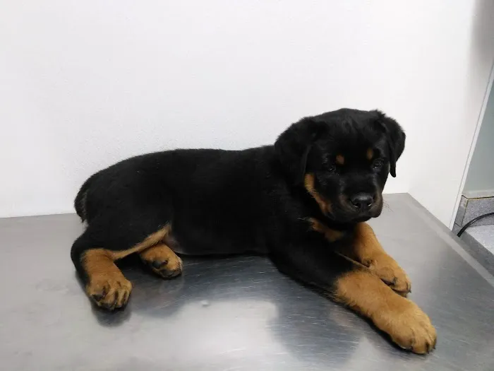 Southside Dog, Bird and Cat Clinic Picture 1