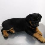 Southside Dog, Bird and Cat Clinic