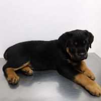 Southside Dog, Bird and Cat Clinic ico