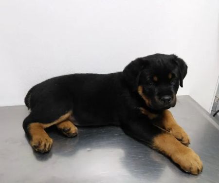 Southside Dog, Bird and Cat Clinic