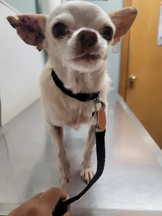 Southside Dog, Bird and Cat Clinic Picture 2