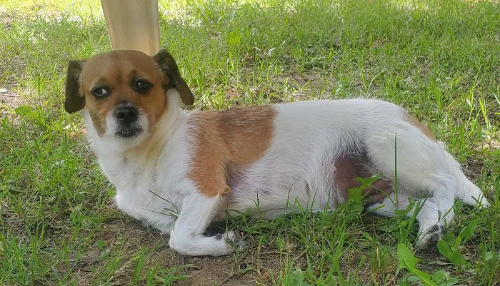 Southside Dog, Bird and Cat Clinic Picture 7