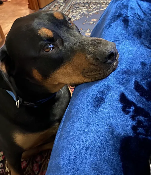 Southside Dog, Bird and Cat Clinic Picture 8