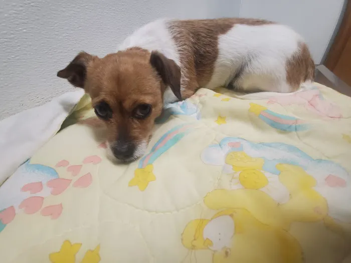 Southside Dog, Bird and Cat Clinic Picture 9