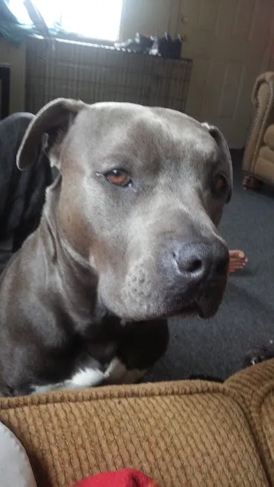 Eye Care Clinic For Animals Pc Picture 1