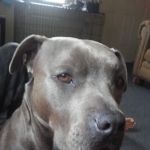 Eye Care Clinic For Animals Pc