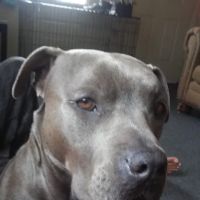 Eye Care Clinic For Animals Pc ico