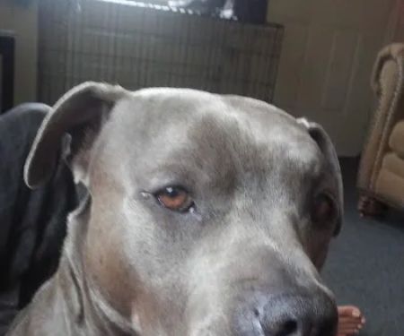 Eye Care Clinic For Animals Pc