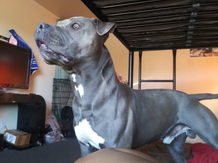 Eye Care Clinic For Animals Pc Picture 2