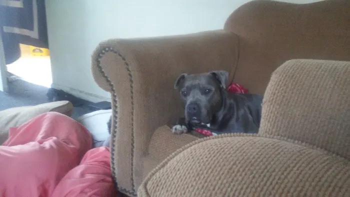 Eye Care Clinic For Animals Pc Picture 3