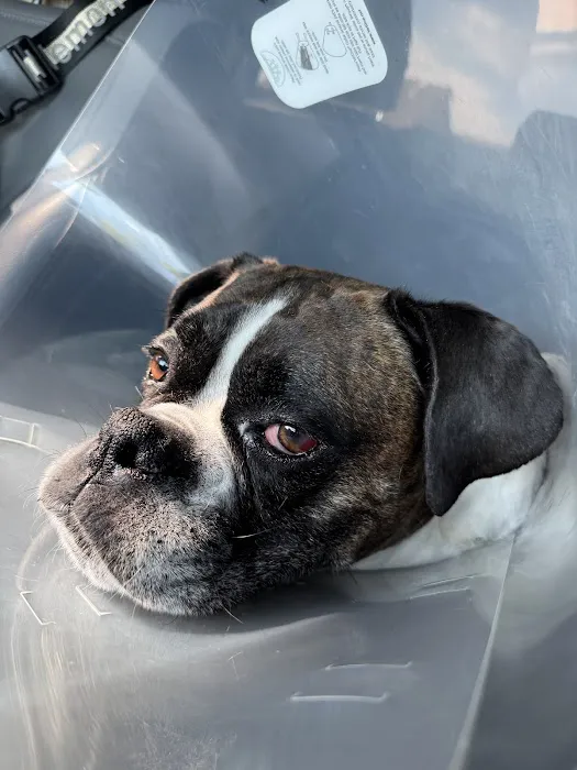 Eye Care Clinic For Animals Pc Picture 5