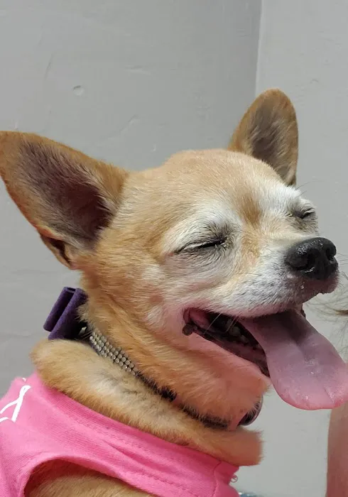 Eye Care Clinic For Animals Pc Picture 4