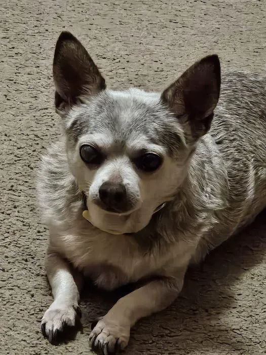 Eye Care Clinic For Animals Pc Picture 6